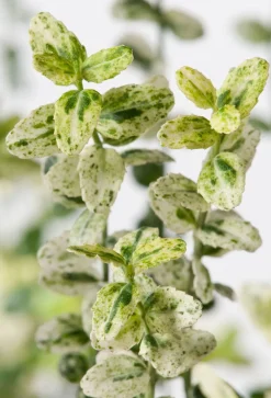 New Kriechspindel (Euonymus fortunei 'Silverstone') Immergrüne Pflanzen|Spindelstrauch