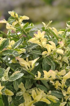 Online Kriechspindel (Euonymus fortunei 'Harlequin') Immergrüne Pflanzen|Spindelstrauch