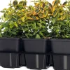 Hot Kriechspindel (Euonymus Fortunei Emerald 'N Gold) D 9 cm Immergrüne Pflanzen|Spindelstrauch