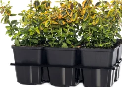 Hot Kriechspindel (Euonymus Fortunei Emerald 'N Gold) D 9 cm Immergrüne Pflanzen|Spindelstrauch