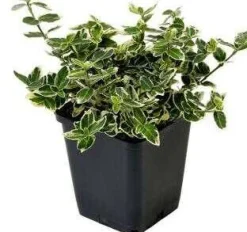 Sale Kriechspindel (Euonymus Fortunei Emerald Gaiety) Immergrüne Pflanzen|Spindelstrauch