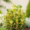 Best Kriechspindel (Euonymus japonicus 'Aureus') Pflanzen Für Schatten|Immergrüne Pflanzen