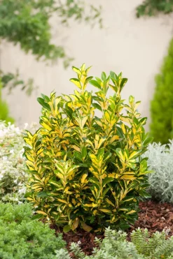 Best Kriechspindel (Euonymus japonicus 'Aureus') Pflanzen Für Schatten|Immergrüne Pflanzen