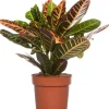 Clearance Kroton (Codiaeum variegatum 'Petra') D 19 cm H 65 cm Grünpflanzen|Kroton