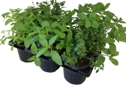 Kräuter Mix 6 Pflanzen Obst, Gemüse & Kräuter|Kräuterpflanzen