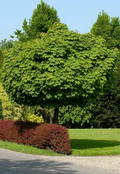 Hot Kugelahorn (Acer platanoides 'Globosum') D 33 H 210 cm Ahorn