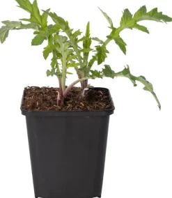 Online Kugeldistel (Echinops ritro) D 21 H 30 cm Winterharte Pflanzen|Mehrjährige Pflanzen