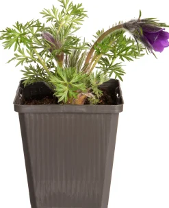 Outlet Kuhschelle (Pulsatilla vulgaris) D 9 H 5 cm Mehrjährige Pflanzen