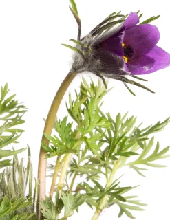 Outlet Kuhschelle (Pulsatilla vulgaris) D 9 H 5 cm Mehrjährige Pflanzen