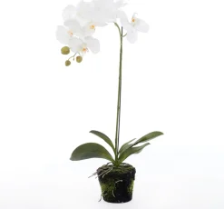 New Kunstpflanze Orchidee (Phalaenopsis) im Topf weiß D 30 cm H 60 cm Kunstpflanzen