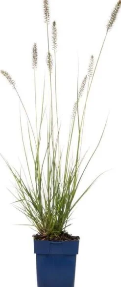 Sale Lampenputzergras (Pennisetum alopecuroides 'Hameln') D 17 H 40 cm Winterharte Pflanzen|Bodendecker