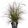 Clearance Lampenputzergras (Pennisetum x advena 'Summer Samba') D 19 H 50 cm Winterharte Pflanzen|Mehrjährige Pflanzen