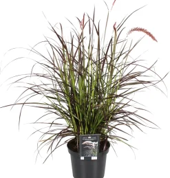 Clearance Lampenputzergras (Pennisetum x advena 'Summer Samba') D 19 H 50 cm Winterharte Pflanzen|Mehrjährige Pflanzen