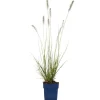Hot Lampenputzergras (Pennisetum alopecuroides 'Hameln') D 19 H 10 cm Mehrjährige Pflanzen|Ziergräser