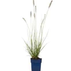 Hot Lampenputzergras (Pennisetum alopecuroides 'Hameln') D 19 H 10 cm Mehrjährige Pflanzen|Ziergräser