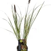 New Lampenputzergras (Pennisetum alopecuroides 'Viridescens') D 17 H 80 cm Blühende Pflanzen|Winterharte Pflanzen