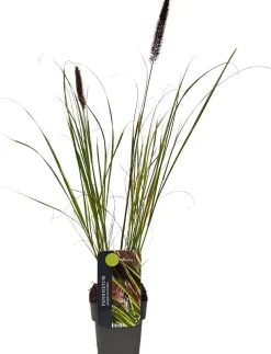 New Lampenputzergras (Pennisetum alopecuroides 'Viridescens') D 17 H 80 cm Blühende Pflanzen|Winterharte Pflanzen