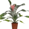 Sale Lanzenrosette (Aechmea 'Primera') D 15 cm H 60 cm Blühende Zimmerpflanzen|Bromelien