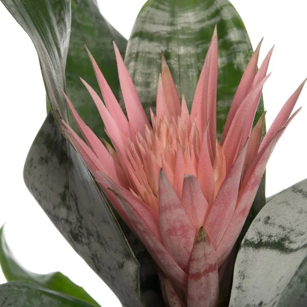 Sale Lanzenrosette (Aechmea 'Primera') D 15 cm H 60 cm Blühende Zimmerpflanzen|Bromelien