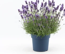 Online Lavendel (Lavandula angustifolia 'Felice Premium Provence') D 19 H 45 cm Immergrüne Pflanzen|Mehrjährige Pflanzen