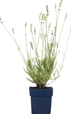 New Lavendel (Lavandula Angustifolia 'Edelweiss') Blühende Pflanzen|Immergrüne Pflanzen