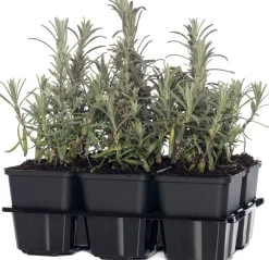 Best Lavendel (Lavandula angustifolia) D 9 H 10 cm 6 Pflanzen Immergrüne Pflanzen|Mehrjährige Pflanzen