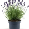 New Lavendel (Lavandula angustifolia 'Felice Premium') D 15 H 30 cm Blühende Pflanzen|Immergrüne Pflanzen