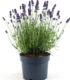 New Lavendel (Lavandula angustifolia 'Felice Premium') D 15 H 30 cm Blühende Pflanzen|Immergrüne Pflanzen