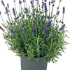 Clearance Lavendel (Lavendula angustifolia 'Hidcote') D 13 H 20 cm Blühende Pflanzen|Immergrüne Pflanzen