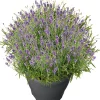 Discount Lavendel (Lavendula angustifolia 'Essence Purple') D 26 H 50 cm Blühende Pflanzen|Immergrüne Pflanzen