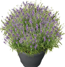 Discount Lavendel (Lavendula angustifolia 'Essence Purple') D 26 H 50 cm Blühende Pflanzen|Immergrüne Pflanzen