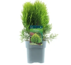 New Lebensbaum (Platycladus orientalis 'Aurea Nana') D 17 H 35 cm Lebensbaum