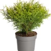 New Lebensbaum (Thuja occidentalis 'Tiny Tim') D 17 H 15 cm Heckenpflanzen|Immergrüne Pflanzen