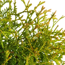 New Lebensbaum (Thuja occidentalis 'Tiny Tim') D 17 H 15 cm Heckenpflanzen|Immergrüne Pflanzen