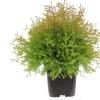 Sale Lebensbaum (Thuja occidentalis 'Golden Globe') D 17 H 15 cm Heckenpflanzen|Immergrüne Pflanzen