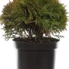 Sale Lebensbaum (Thuja occidentalis 'Danica') D 17 H 15 cm Heckenpflanzen|Immergrüne Pflanzen