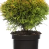 Sale Lebensbaum (Thuja occidentalis 'Mirjam') D 17 H 15 cm Heckenpflanzen|Immergrüne Pflanzen