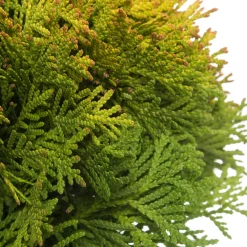 Sale Lebensbaum (Thuja occidentalis 'Mirjam') D 17 H 15 cm Heckenpflanzen|Immergrüne Pflanzen