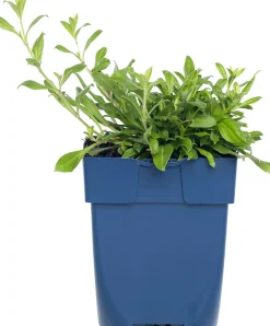 Online Leimkraut (Silene schafta) D 11 H 10 cm Mehrjährige Pflanzen