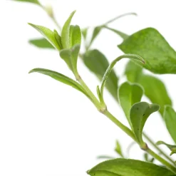 Online Leimkraut (Silene schafta) D 11 H 10 cm Mehrjährige Pflanzen