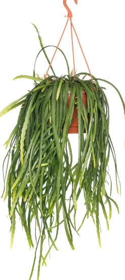 Discount Lepismium (Lepismium bolivianum) D 21 H 55 cm Für Sonne|Kakteen & Sukkulenten