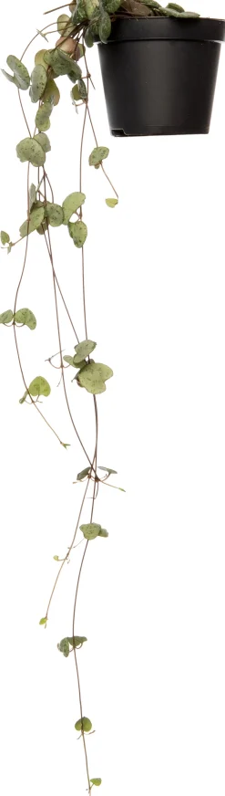 Online Leuchterblume (Ceropegia woodii) D 8 H 30 cm Für Sonne|Kakteen & Sukkulenten