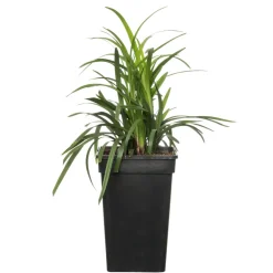 Hot Lilientraube (Liriope muscari 'Moneymaker') D 19 H 30 cm Blühende Pflanzen|Pflanzen Für Schatten