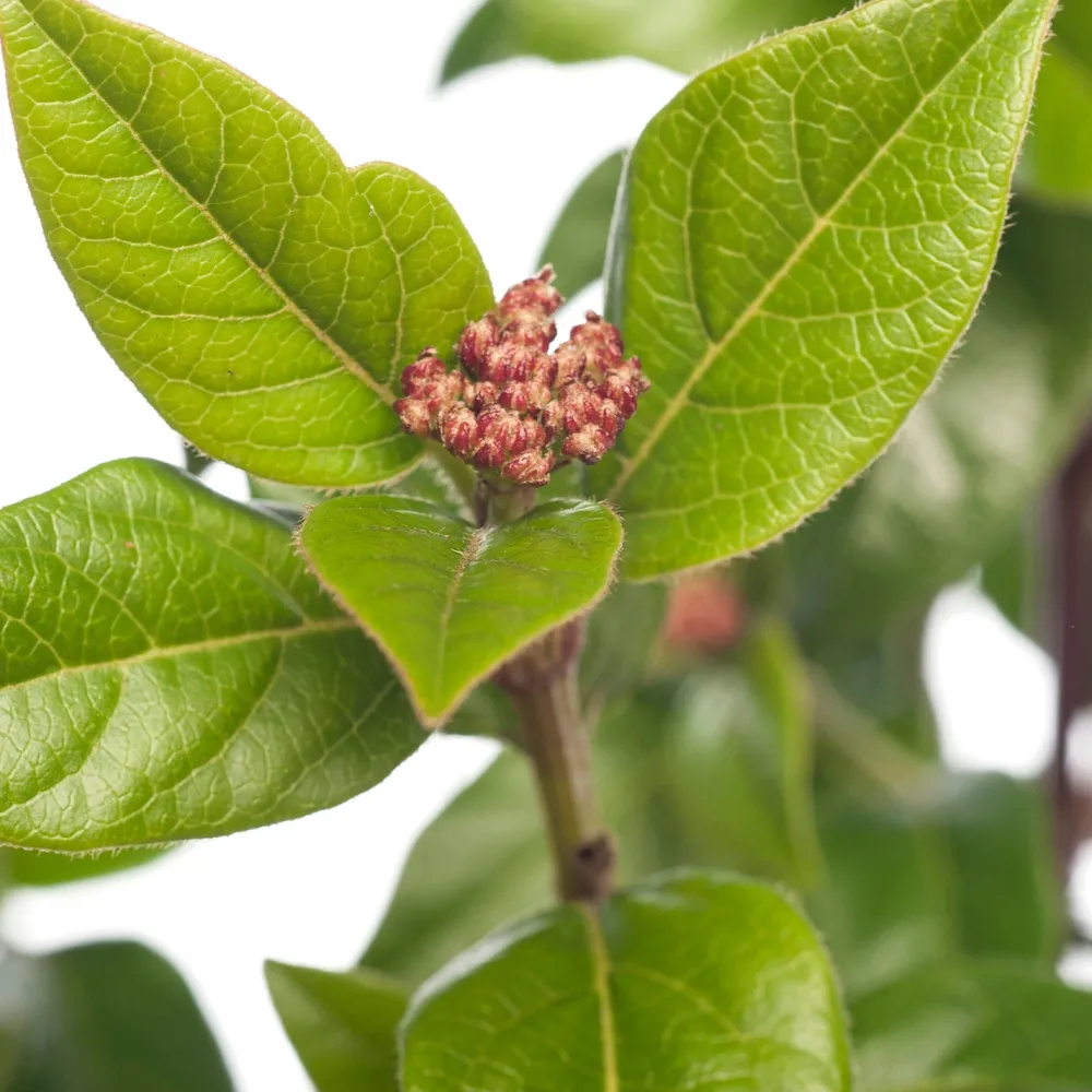 Clearance Lorbeer-Schneeball (Viburnum tinus) D 23 H 30 cm Winterharte Pflanzen|Viburnum