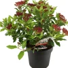 New Lorbeer-Schneeball (Viburnum tinus 'Gwenllian') D 23 H 30 cm Viburnum