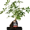 Sale Lova Arrangement Strahlenaralie (Schefflera) D 17 H 30 cm Pflanzenarrangements|Grünpflanzen