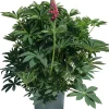 Online Lupine (Lupinus arcticus 'Gallery') D 19 H 50 cm Blühende Pflanzen|Winterharte Pflanzen