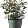 Best Ölweide (Elaeagnus ebbingei 'Compacta') D 19 H 50 cm Heckenpflanzen|Immergrüne Pflanzen