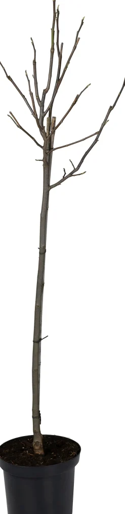 Online Magnolie (Magnolia 'Galaxy') D 27 H 80 cm Blühende Pflanzen|Winterharte Pflanzen