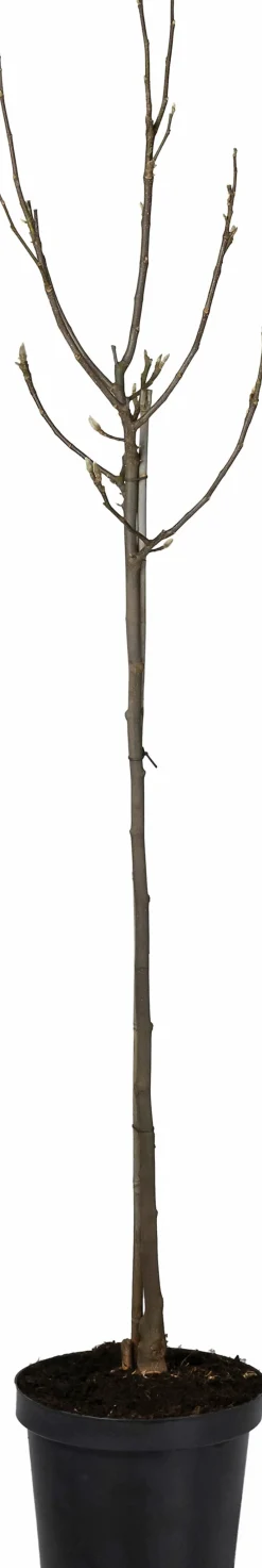 Magnolie (Magnolia soulangeana 'Susan') D 27 H 90 cm Blühende Pflanzen|Winterharte Pflanzen